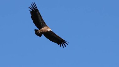 Griffon akbaba çarkları mavi gökyüzü arka planında uçan fulvus, Alcoy, İspanya