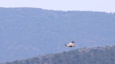 Griffon akbabası Gyps Fulvus Sierra de Mariola doğal parkında kanat çırpıyor, Alcoy, İspanya