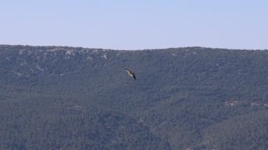 Griffon akbaba Gyps fulvus manevra yapmaya başlar ve İspanya Alcoy ormanının çam ağaçlarının arkasında kaybolur.