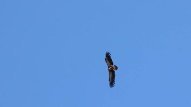 Mavi gökyüzü arka planında uçan Griffon akbabası (gyps fulvus) çam ormanının arkasında kaybolur, Alcoy, İspanya