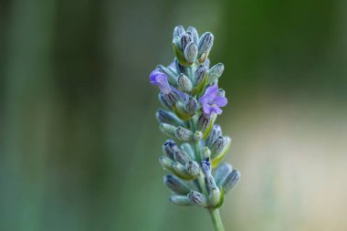 Lavandula spica, gün batımından sonra güzel telaffuz edilen Bokeh, Onil, İspanya