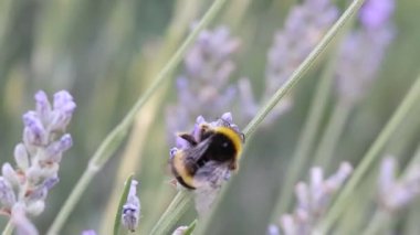 Bumblebee bombardıman otobüsü Lavandula spica çiçeğiyle besleniyor ve uçuyor, Onil, İspanya