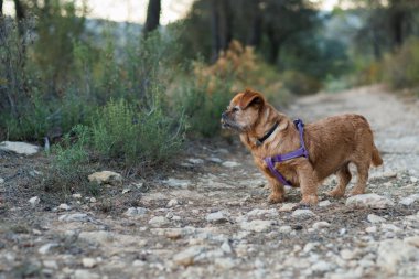 Yaşlı köpek Nami, kaslarını çalıştırmak için her gün doğa yürüyüşüne çıkıyor. Alcoy, İspanya.