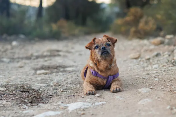 Güzel Bokeh, Alcoy, İspanya ile yürüyüş yaparken patikanın ortasında dinlenen yaşlı köpek.