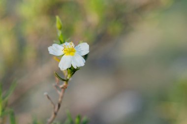 Jarilla çiçeği, Helianthemum almeriense, çiçeğin gücü ve negatif uzayın seçici odağı