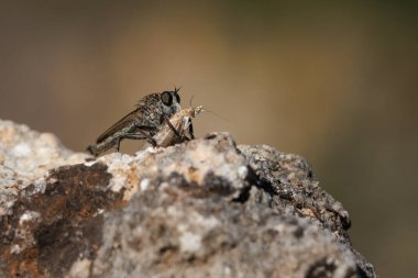 Katil sinek, Asilidae, kahvaltıda güve yiyor, Alcoy, İspanya