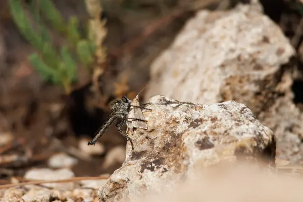 stock image Killer fly, Asilidae, eating a moth for breakfast, Alcoy, Spain