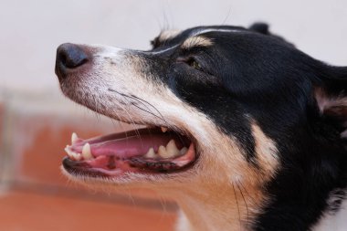 İklim değişikliğinin yol açtığı yüksek sıcaklıklar nedeniyle ağzı açık kalmış Endülüs şarap şahini bir köpeğin kapalı portresi.