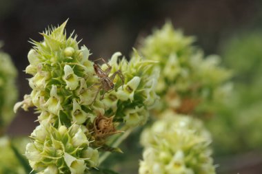 Sierra de Mariola doğal parkında küçük atlayan örümceğin kuyruğuyla tıbbi bitki (Sideritis angustifolia) makrofotoğrafçılığı, İspanya