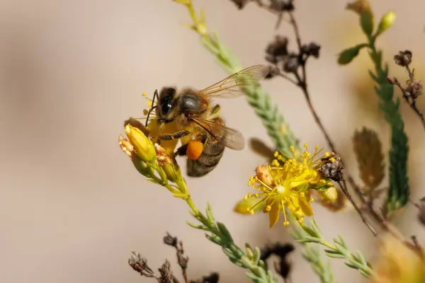 Arı Apis mellifera, cüce çalısı üzerinde Hypericum ericoides, Alcoy, İspanya