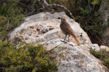 Siyah kızılağaç, Phoenicurus ochruros, kameraya doğal ortamında bakıyor, Sierra de Mariola doğal parkı, Alcoy, İspanya