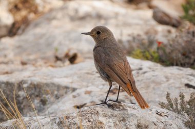 Siyah kızılağaç, Phoenicurus ochruros, Sierra de Mariola doğa parkındaki kayaya tünemiş, Alcoy, İspanya