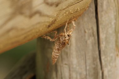 İspanya, Alcoy 'daki Preventorium' da tahta bir korkulukta suikastçı sineği gibi görünen şeyin dış iskeleti, asilidae.