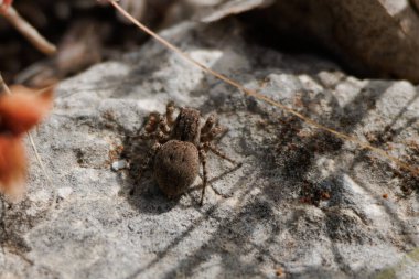 Aelurillus leipoldae örümceği Sierra de Mariola doğal parkında, Alcoy, İspanya