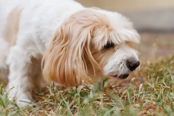Kamu parkında çim koklayan Cavachon köpeğine yakın plan, Alcoy, İspanya