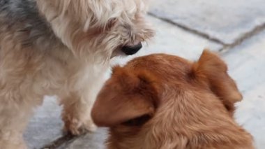 Alcoy, İspanya 'da köpeklerin başlarını yakın çekimde selamlıyorlar.