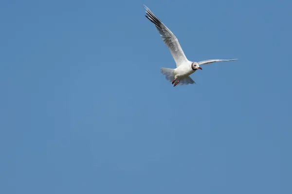 Siyah başlı martı, Chroicocephalus ridibundus, mavi gökyüzüne karşı uçan, Beniarrs rezervuarı, İspanya