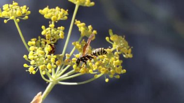 Eşekarısı rezene bitkisinden (Foeniculum vulgare), Alcoy, İspanya