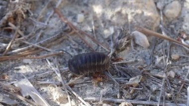 Hap böceği Armadillidium vulgare yürüyor, Alcoy, İspanya