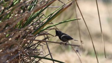 Crested Tit (Lophophanes cristatus) perched on a reed looking for food near the water of the Mariola fountain, Bocairente, Spain