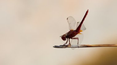 İspanya, Bocairente 'deki Mariola Fountain' den gelen güneş ışığıyla birlikte Kızıl Yusufçuğun (Crocothemis erythraea) silueti.