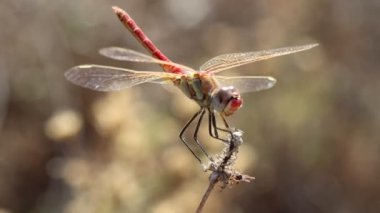 Erkek yusufçuk Sympetrum fonksiyomu bir dal üzerine tünemiş ve kameraya bakarken rüzgara karşı savaşıyordu, Bocairente, İspanya