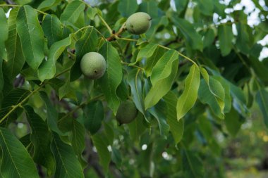 İspanya, Bocairente 'deki Fuente de Mariola eğlence bölgesinde yüz yıllık ceviz ağacında ceviz yetişiyor.
