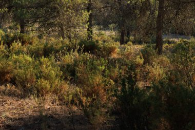 İspanya 'nın Bocairente kentindeki Sierra de Mariola doğal parkındaki ormanaltı bitkilerinin ilk güneş ışınları.