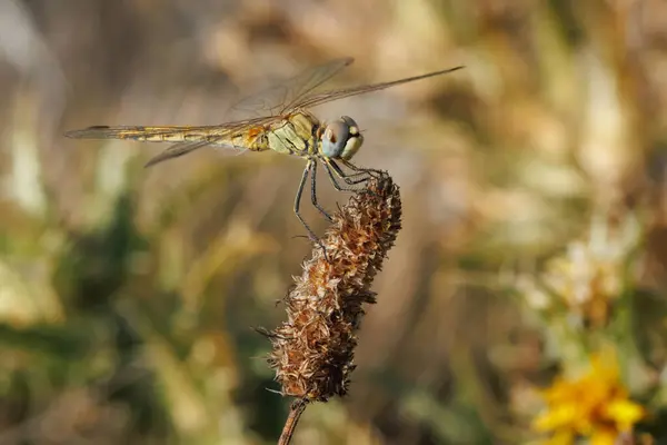 stock image Female dragonfly Sympetrum fonscolombii perched on grass in Sierra de Mariola nature park, Bocairente, Spain