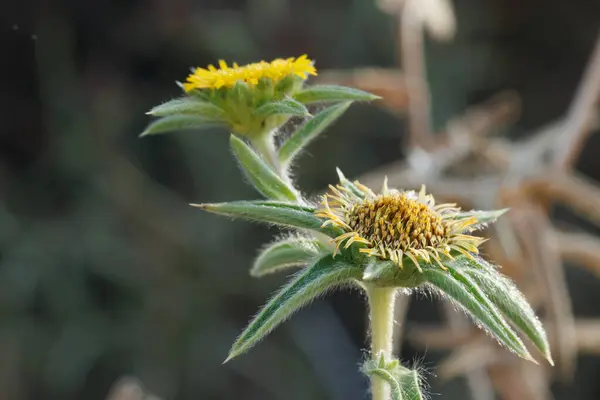 stock image Flowers of the dryland arnica plant, pallenis spinosa, used in natural medicine as an anti-inflammatory, fever reducer and other applications. Sierra de Mariola Natural Park, Spain