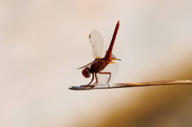 Silhouette of a Scarlet Dragonfly (Crocothemis erythraea) with sunlight coming from behind at Mariola Fountain, Bocairente, Spain clipart