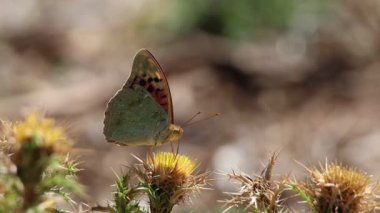 Argynnis pandora kelebeği devedikeni çiçeğiyle besleniyor, Alcoy, İspanya