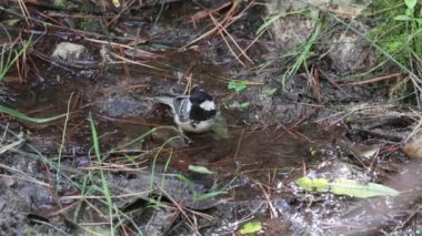 Great tit (Parus major) taking a bath in the recreational area of the preventorium in Alcoy, Spain