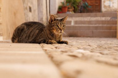İspanya 'nın tarihi Bocairent şehrinin ara sokağında kaldırım taşlarının üzerinde yatan tekir kedi.