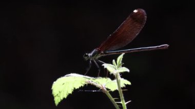 Damselfly (Calopteryx virgo) kanatlarını ışığa karşı açar ve kapatır, Alcoy, İspanya
