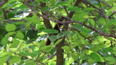 Yavru Avrupa kırmızı sincabı (Sciurus vulgaris) acemice ve acemice ağaçta hareket ediyor, Alcoy, İspanya
