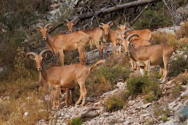Sierra de Mariola doğal parkında bebekli muflon sürüsü (Ammotragus lervia), Alcoy, İspanya