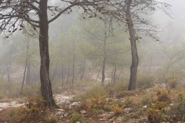 Ağustos 'ta sis, İspanya' nın Alcoy kentindeki San Cristobal Hermina 'nın yanında sonbaharda ortaya çıktı.
