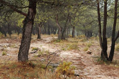 San Cristobal de Alcoy, İspanya 'ya giden yol.