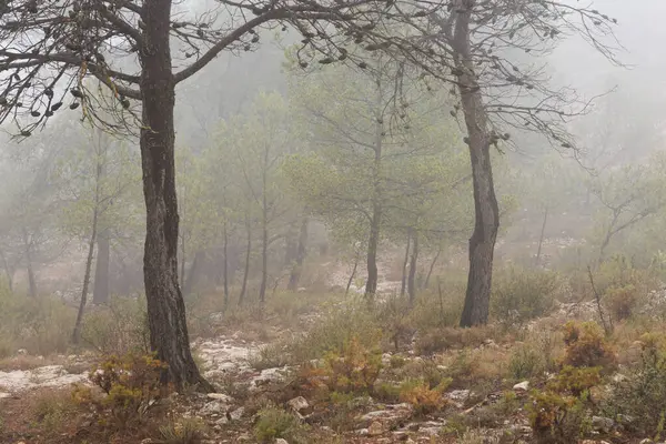 Ağustos 'ta sis, İspanya' nın Alcoy kentindeki San Cristobal Hermina 'nın yanında sonbaharda ortaya çıktı.