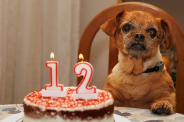 12 yaşındaki melez köpek Nami 'nin doğum günü, Alcoy, İspanya