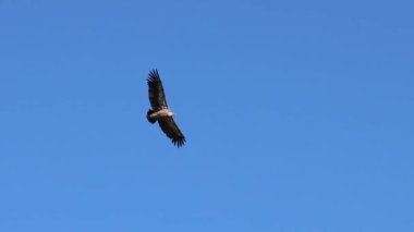 Griffon akbaba Gyps fulvus arka planda mavi gökyüzü ile uçarken başka bir akbaba kanatlarını çırpıyor, Alcoy, İspanya