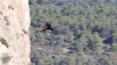 Griffon akbabası (gyps fulvus) arka planda ormanla birlikte dikey bir duvara iniyor, Alcoy, İspanya