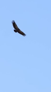 Avrasya Griffon Akbabası başka bir akbabayla birlikte Alcoy, İspanya 'da mavi gökyüzü arka planına karşı uçuyor.