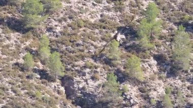 Bir Griffon Vulture Gyps Fulvus 'un Alcoy, İspanya dikey duvarına dalış ve iniş manevrası ile yaklaşın.