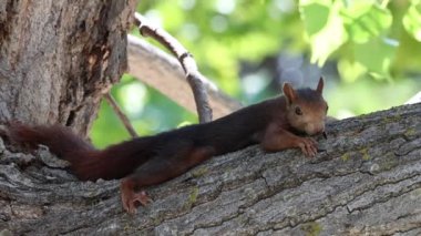 Genç kırmızı sincap (Sciurus vulgaris) başarısız bir ağaç gövdesinde kendini kamufle etmeye çalışıyor, Alcoy, İspanya