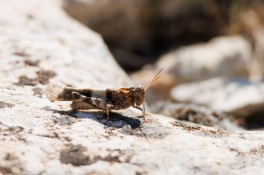 Mavi kanatlı çekirge (Oedipoda caerulescens) Sierra de Mariola Doğal Parkı, Alcoy, İspanya