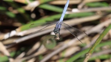 Dragonfly Orthetrum brunneum, Mavi Sentinel yukardan görülen sazlığa tünemiş Bocairent, İspanya