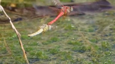 Bir çift Dumont yusufçuk sineği Sympetrum sinaiticum bir dal ile uçuş chochan, Bocairent, İspanya