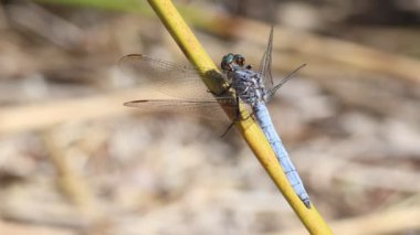 Dragonfly Orthetrum brunneum, Blue Sentinel rüzgarda sallanan sazlığa tünemiş, Bocairent, İspanya